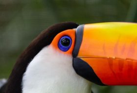 Reino Animal
